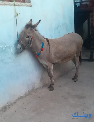 حماره نظيفه